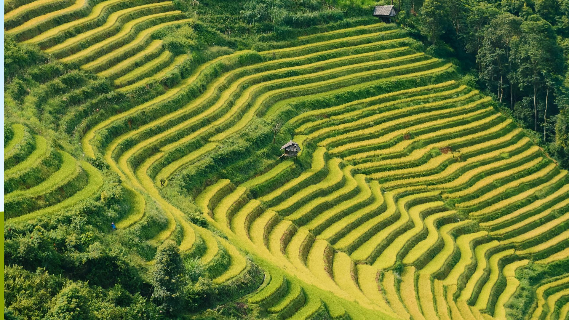 Aerial view of terraced fields